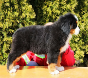 Batajnica - Na prodaju stenci bernskog planinskog psa